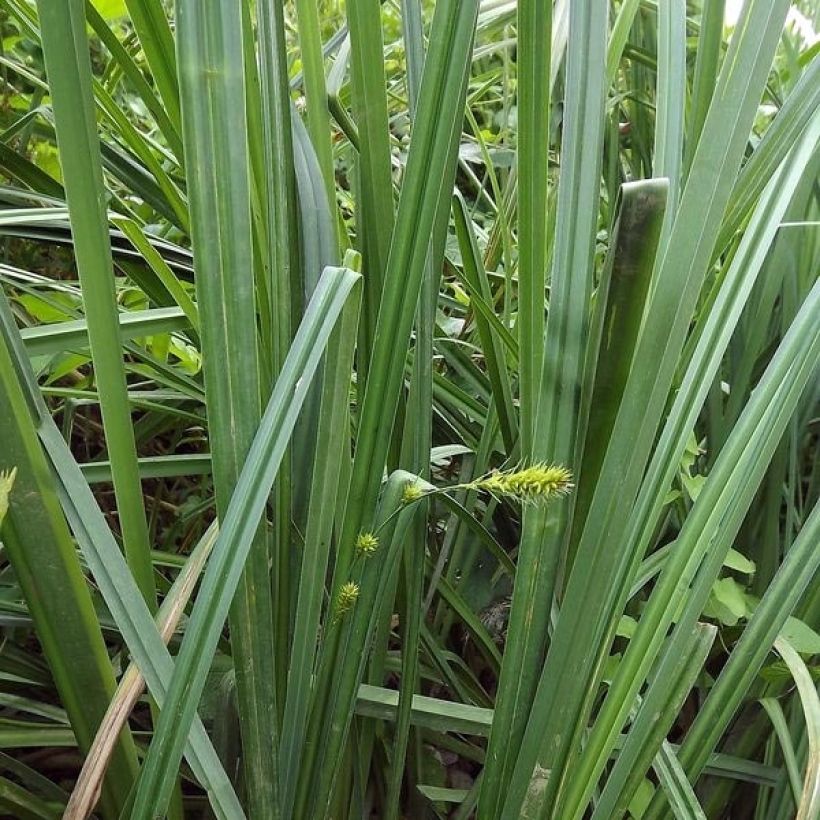 Carex riparia de ribera (Follaje)