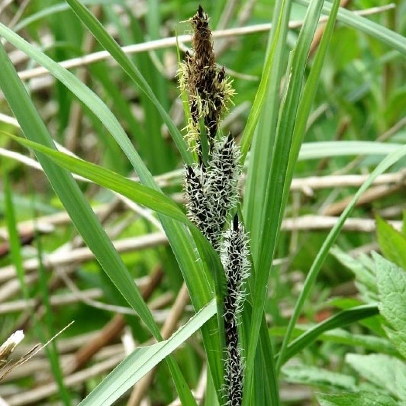 Carex riparia de ribera (Floración)