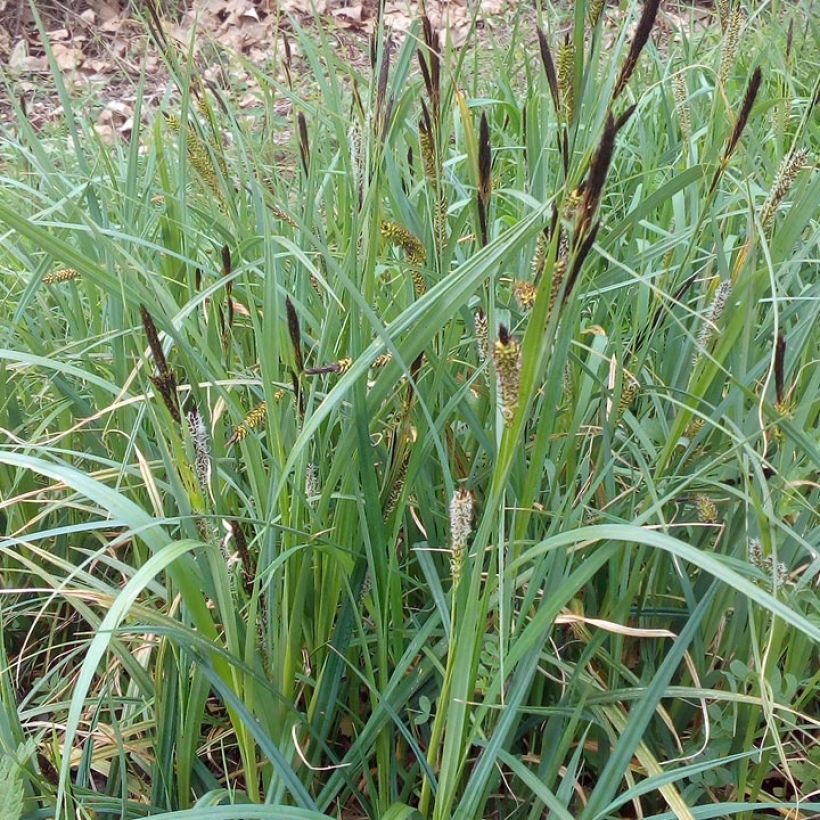 Carex riparia de ribera (Porte)