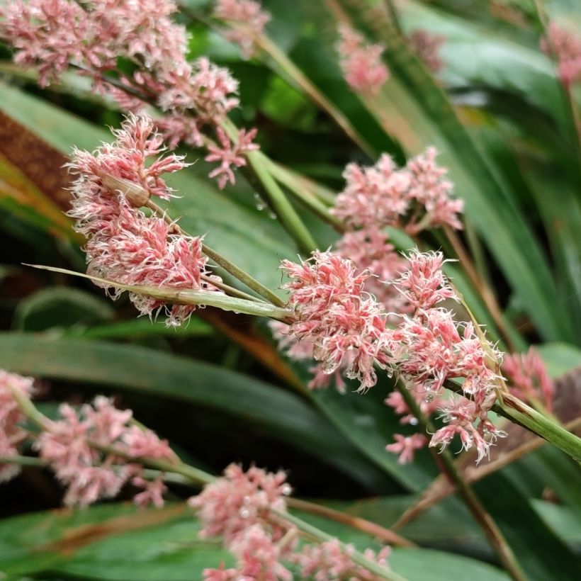 Carex scaposa (Floración)