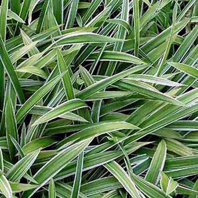 Carex siderosticha Variegata (Follaje)