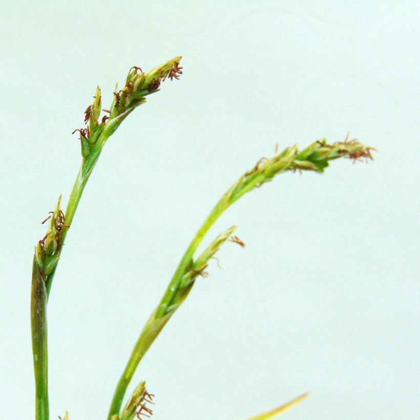 Carex siderosticha Variegata (Floración)