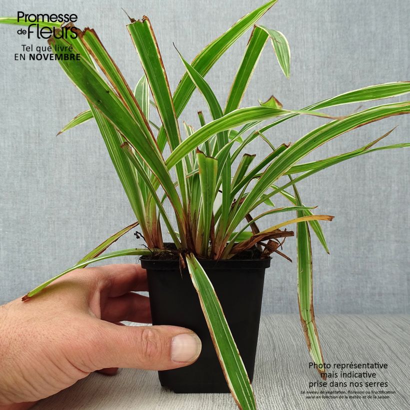 Ejemplar de Carex siderosticha Variegata - Laîche Godet de 9cm entregado en otoño