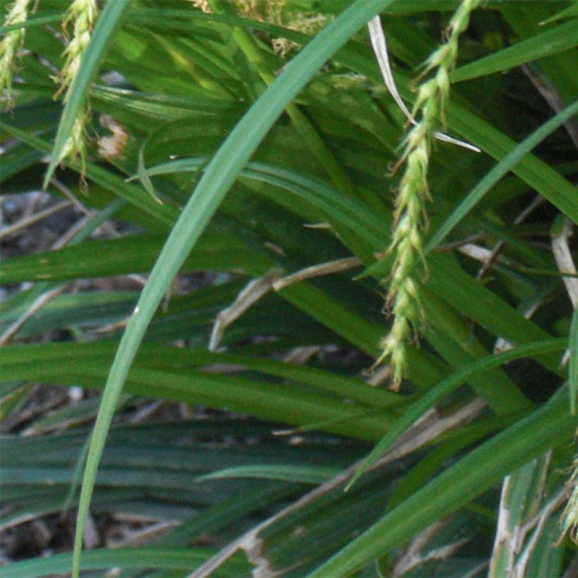 Carex sylvatica (Follaje)