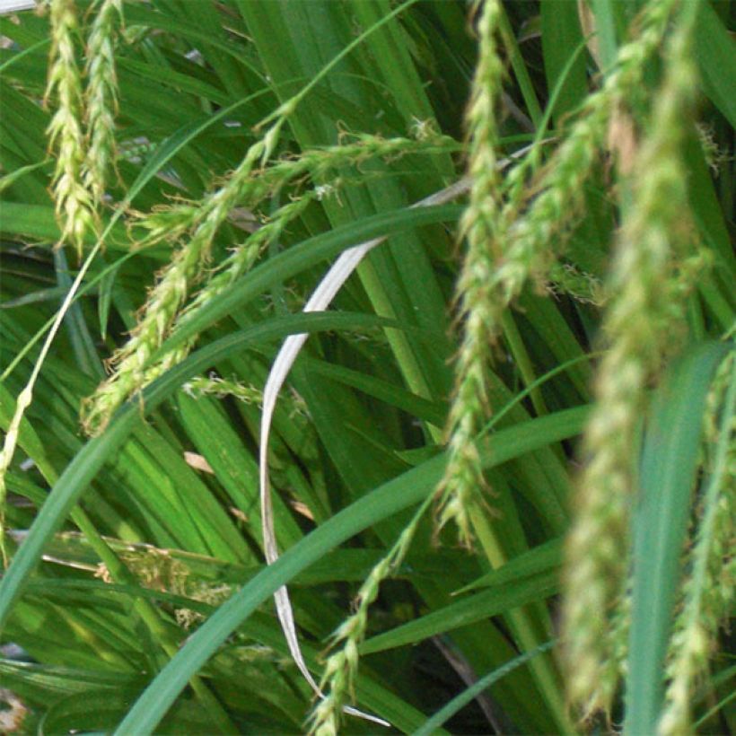 Carex sylvatica (Floración)