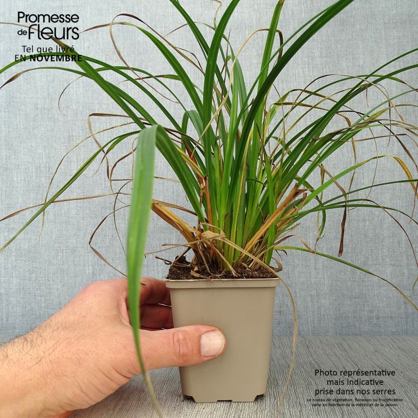 Ejemplar de Carex sylvatica entregado en otoño