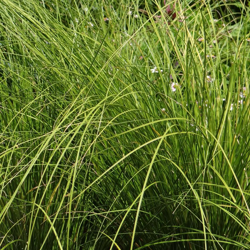 Carex testacea Lime Shine (Follaje)