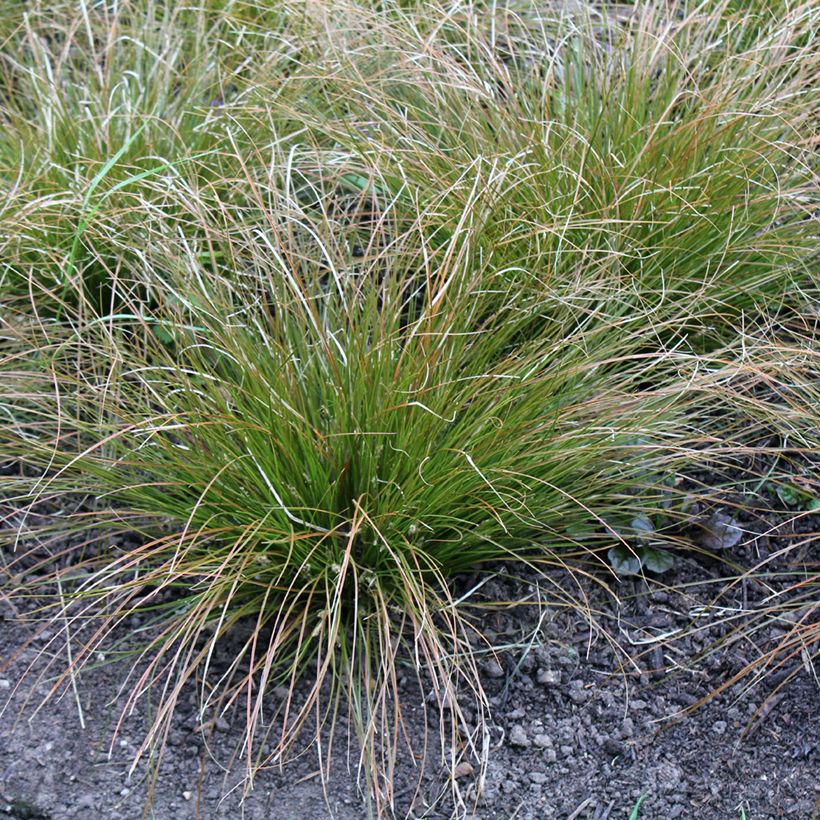 Carex testacea Prairie Fire (Porte)