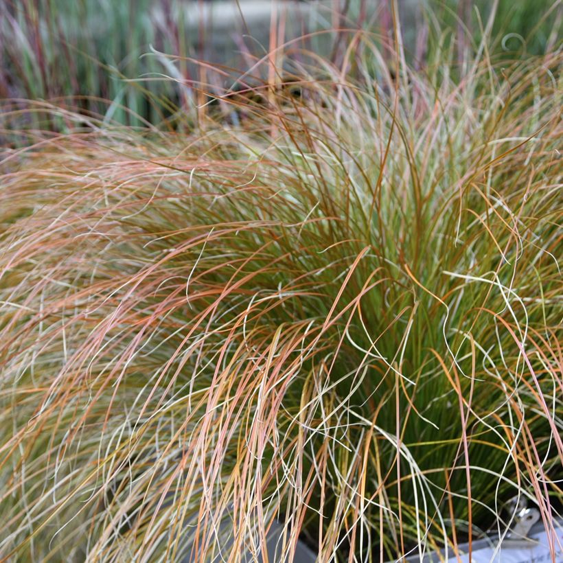 Carex testacea Prairie Fire (Follaje)