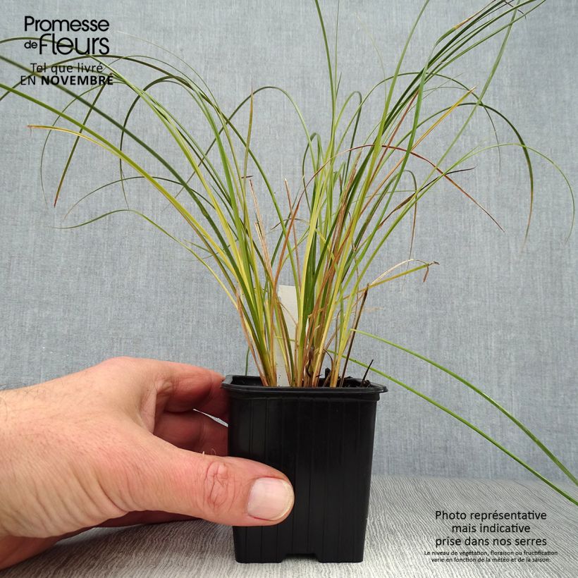 Ejemplar de Carex testacea Prairie Fire en godet de 8cm entregado en otoño