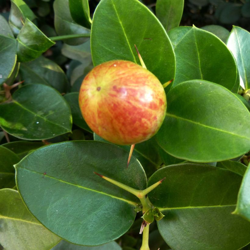 Carissa macrocarpa - Ciruelo de Natal (Cosecha)