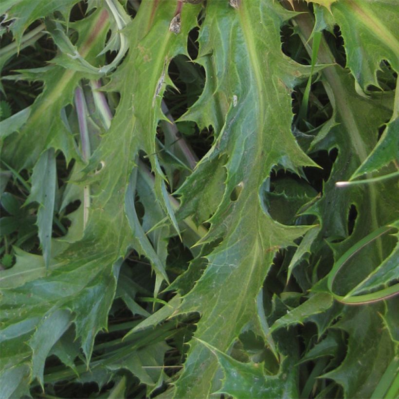 Carlina acanthifolia - Camaleón (Follaje)