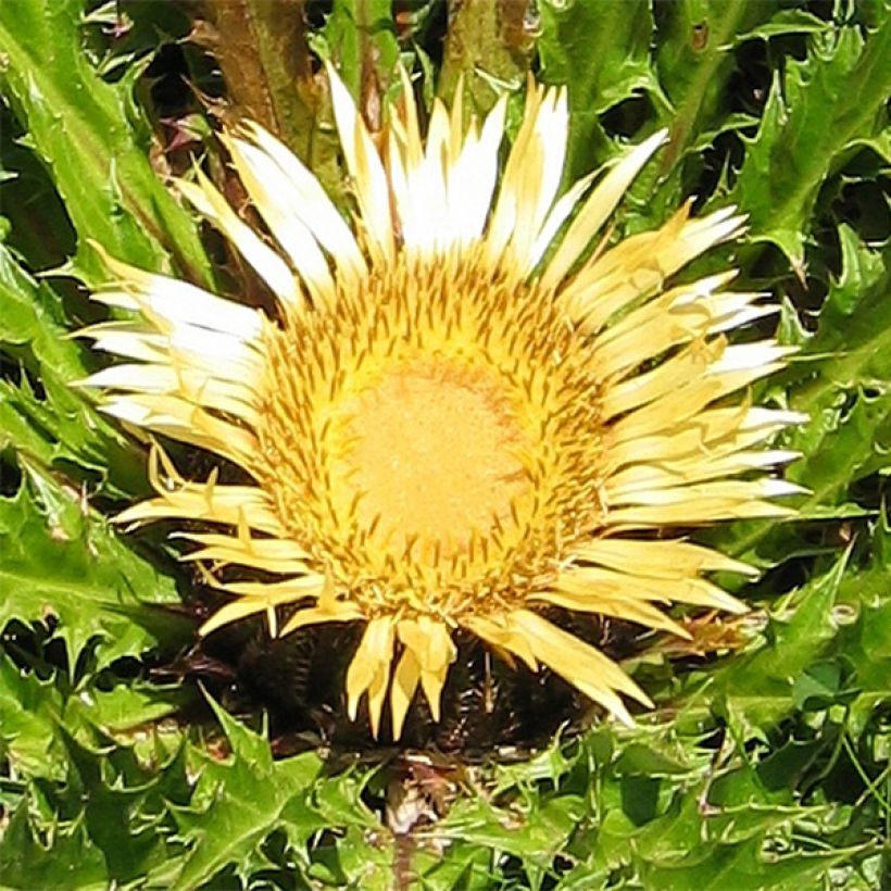 Carlina acanthifolia - Camaleón (Floración)