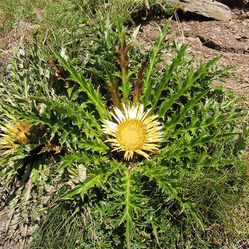 Carlina acanthifolia - Camaleón (Porte)