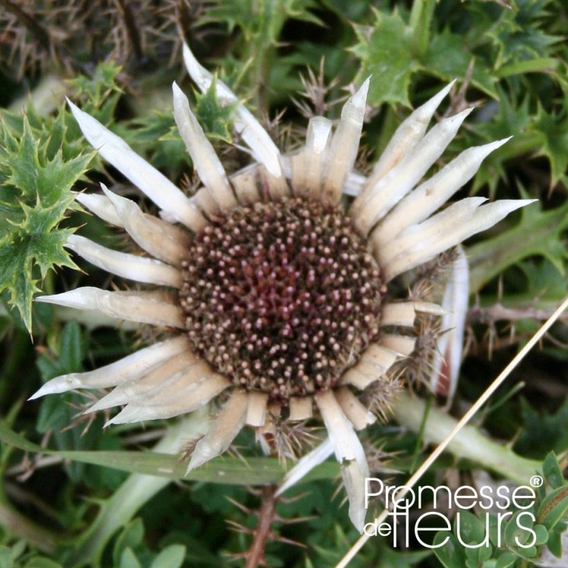 Carlina acaulis subsp. simplex (Floración)