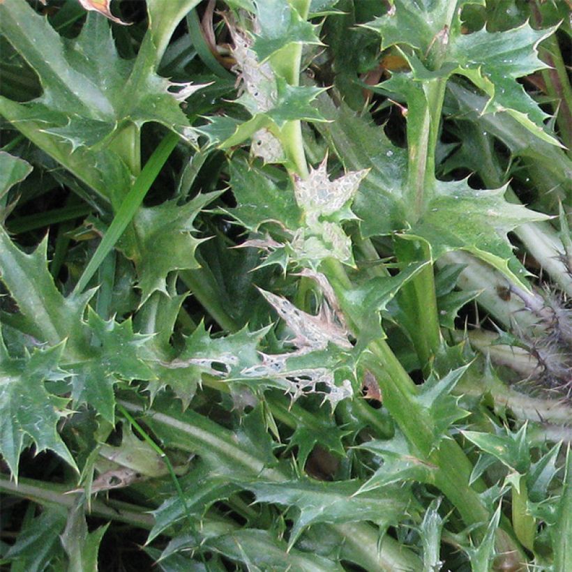 Carlina acaulis subsp. simplex Bronze (Follaje)