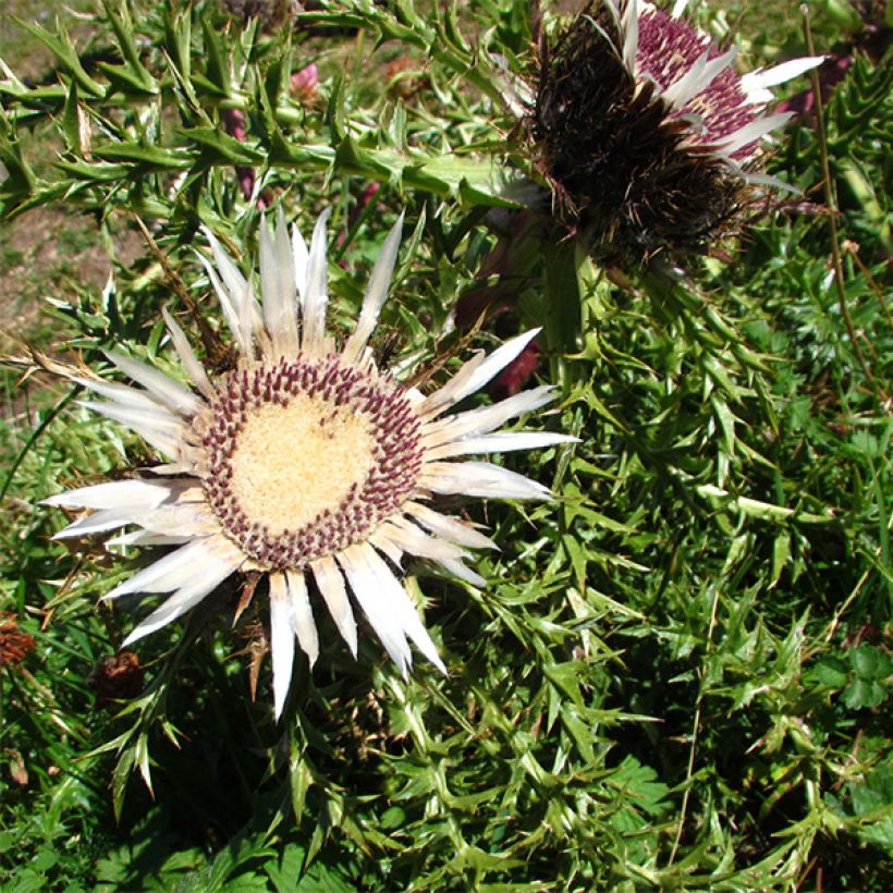 Carlina acaulis subsp. simplex Bronze (Floración)