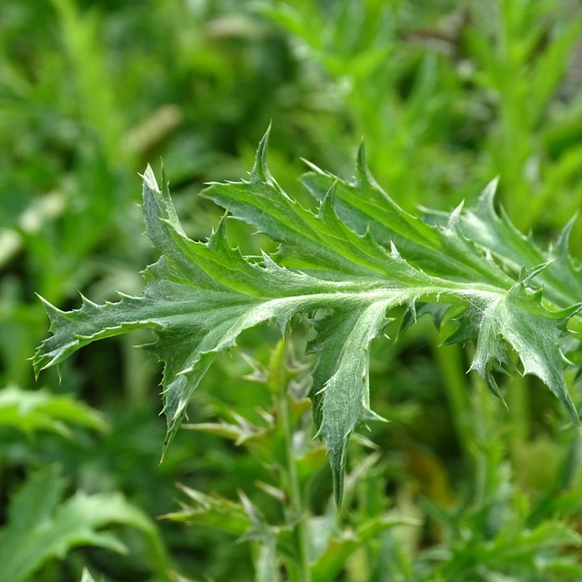 Carlina acaulis subsp. simplex (Follaje)