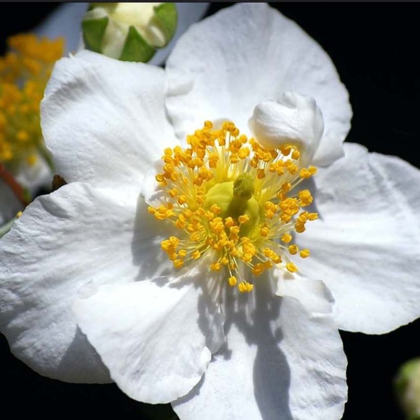 Carpenteria californica Bodnant (Floración)