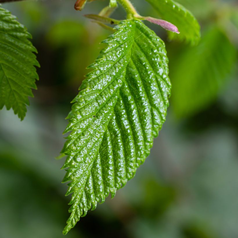 Carpe - Carpinus betulus (Follaje)