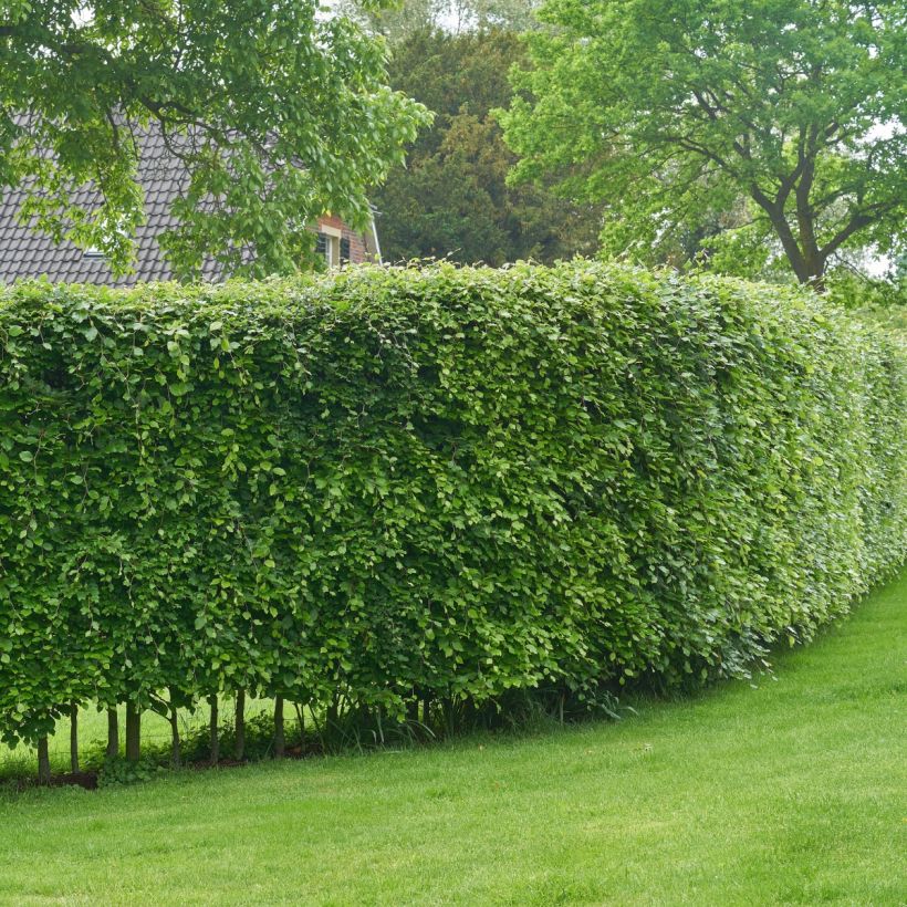 Carpe - Carpinus betulus (Porte)