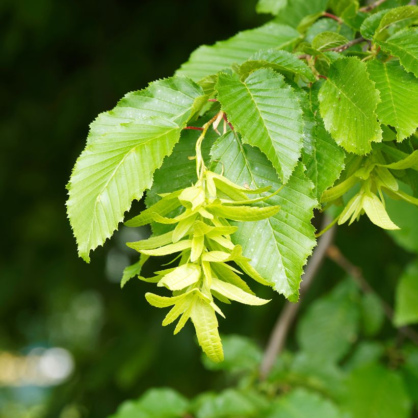 Carpe Fastigiata - Carpinus betulus (Floración)