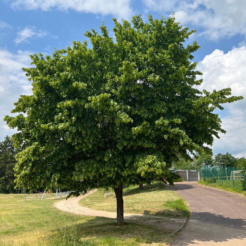 Carpe Fastigiata - Carpinus betulus (Porte)