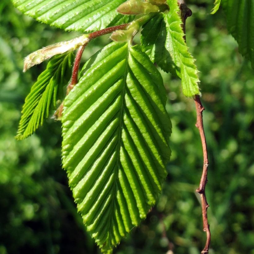 Carpe Lucas - Carpinus betulus (Follaje)