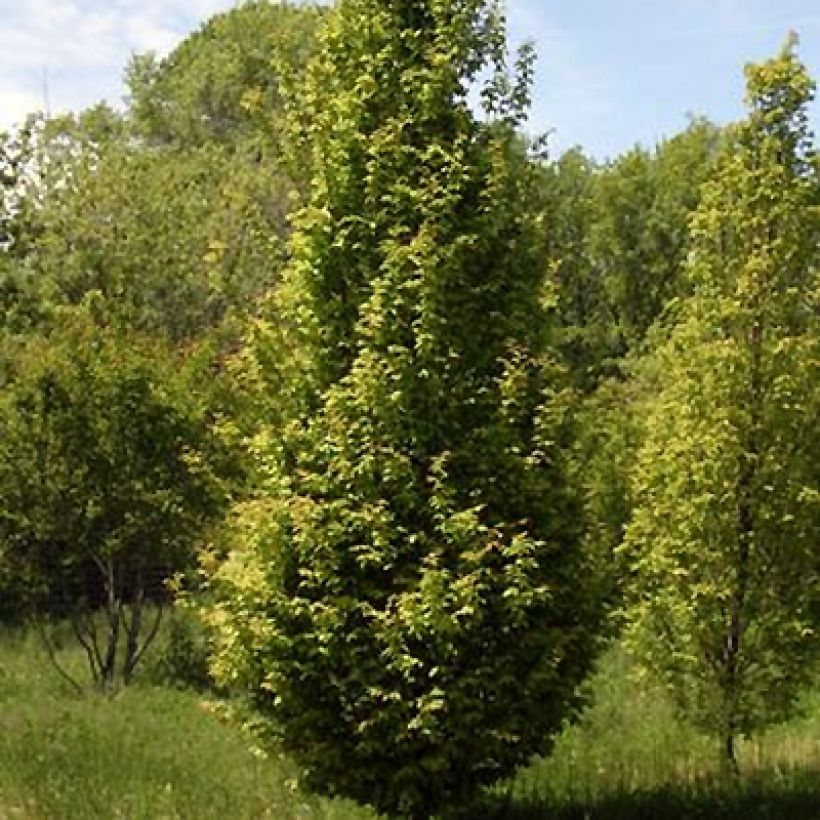 Carpe Lucas - Carpinus betulus (Porte)