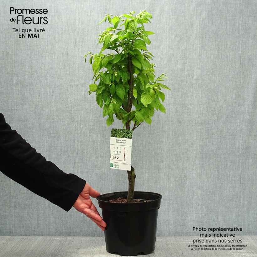 Carpinus betulus Monumentalis - Charme commun Pot de 3L/4L Ejemplar entregado en la primavera