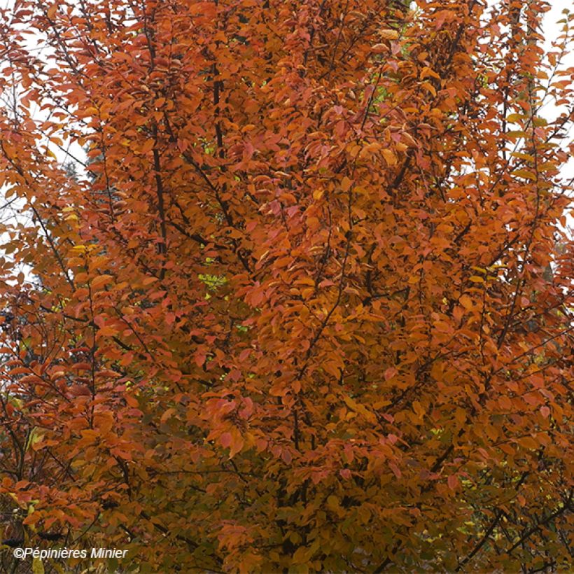 Carpe Orange Retz - Carpinus betulus (Follaje)