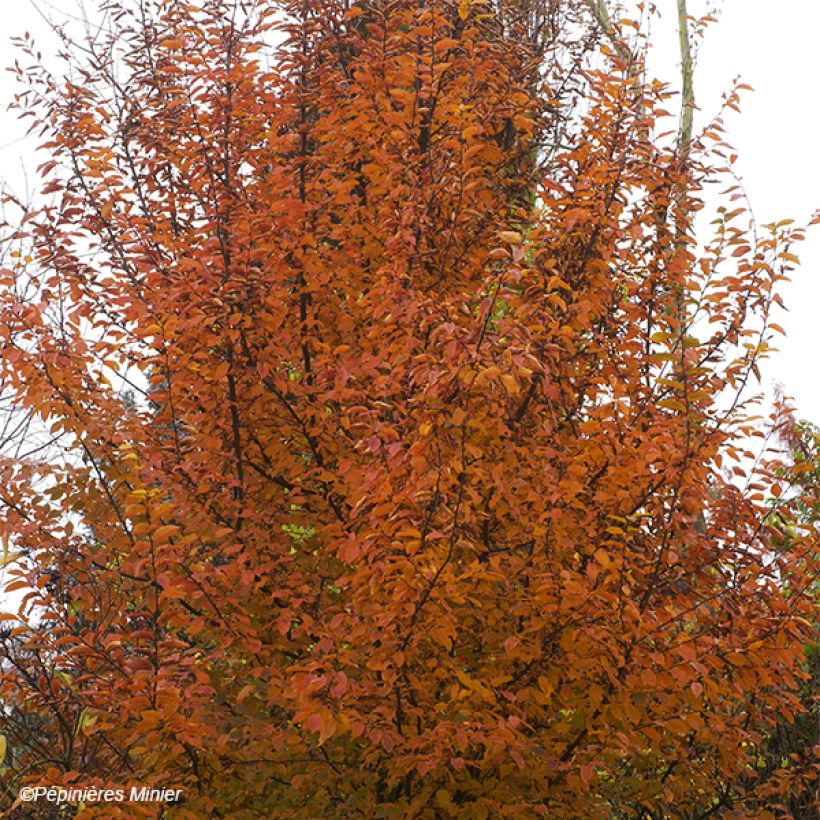 Carpe Orange Retz - Carpinus betulus (Porte)