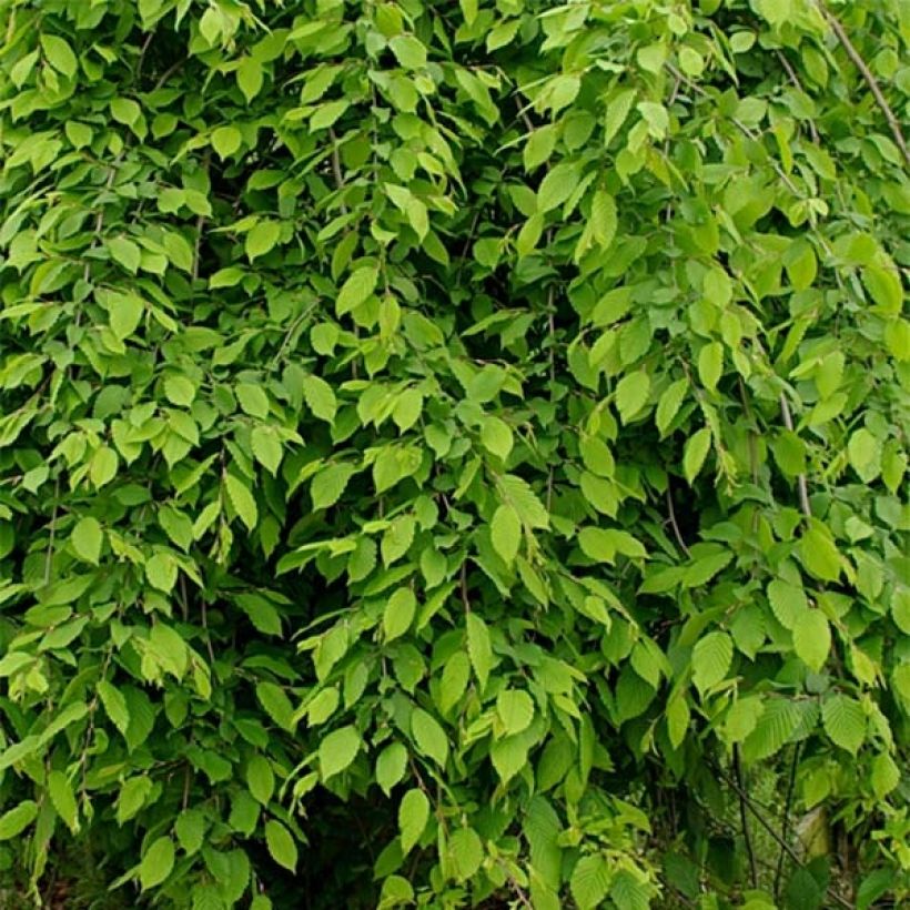 Carpe Pendula - Carpinus betulus (Follaje)