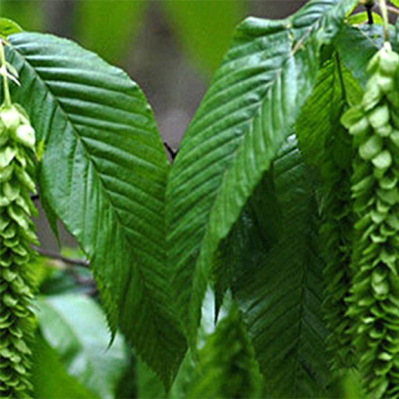 Carpinus fangiana - Carpe (Follaje)