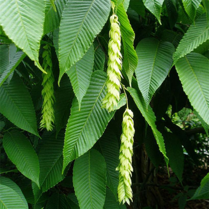 Carpinus fangiana - Carpe (Floración)