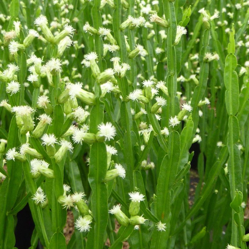 Baccharis genistelloides - Carqueja (Floración)