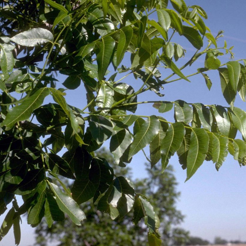 Nuez americana - Carya illinoinensis (Follaje)