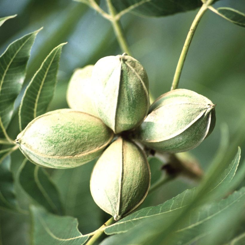 Nuez americana - Carya illinoinensis (Cosecha)