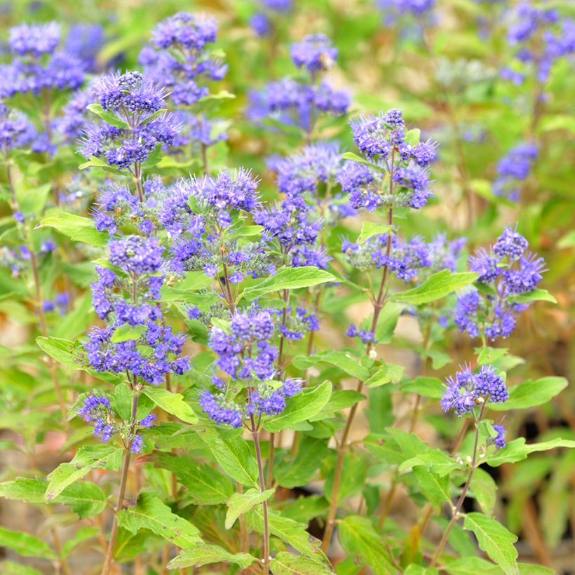 Caryopteris clandonensis Grand Bleu (Floración)