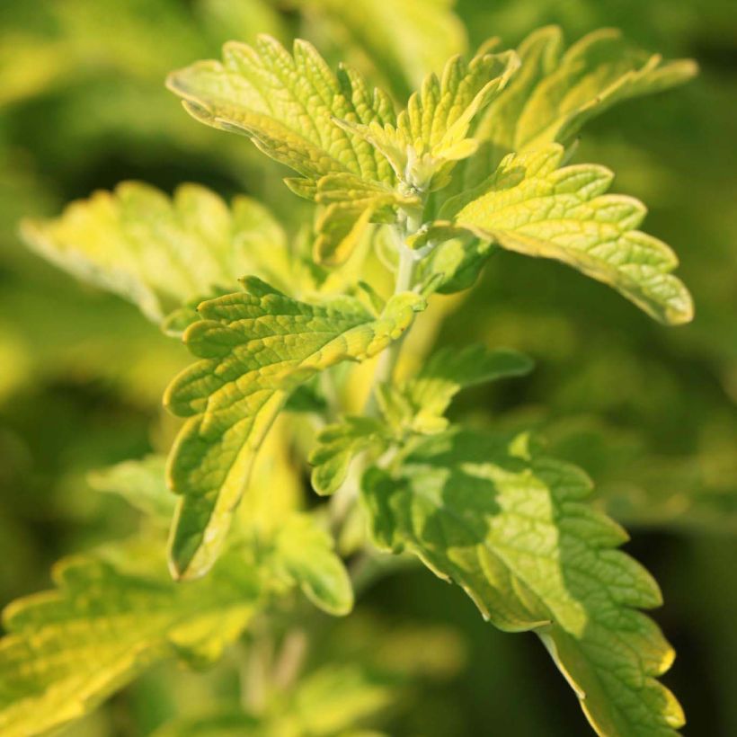 Caryopteris clandonensis Hint of Gold (Follaje)