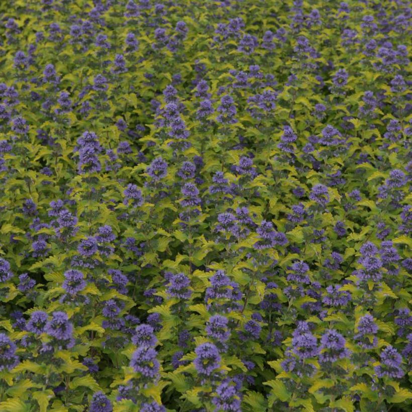 Caryopteris clandonensis Hint of Gold (Floración)