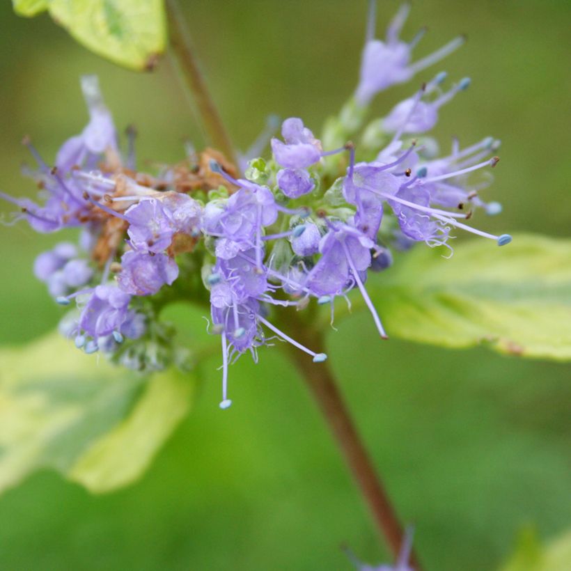 Caryopteris clandonensis Summer Sorbet (Floración)