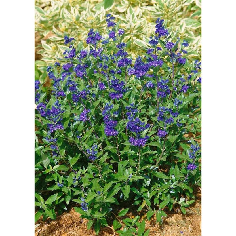 Caryopteris clandonensis First Choice (Porte)