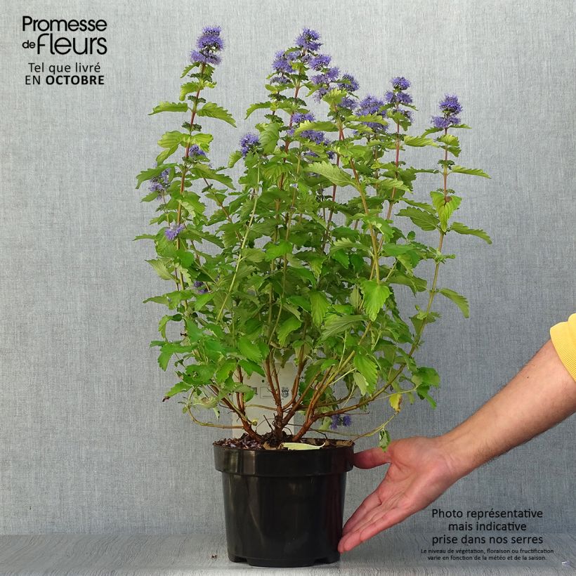 Ejemplar de Caryopteris clandonensis Good as Gold - Spirée bleue Pot de 2L/3L entregado en otoño