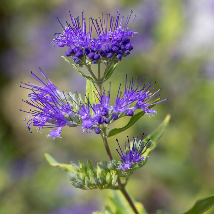 Caryopteris clandonensis Kew Blue (Floración)