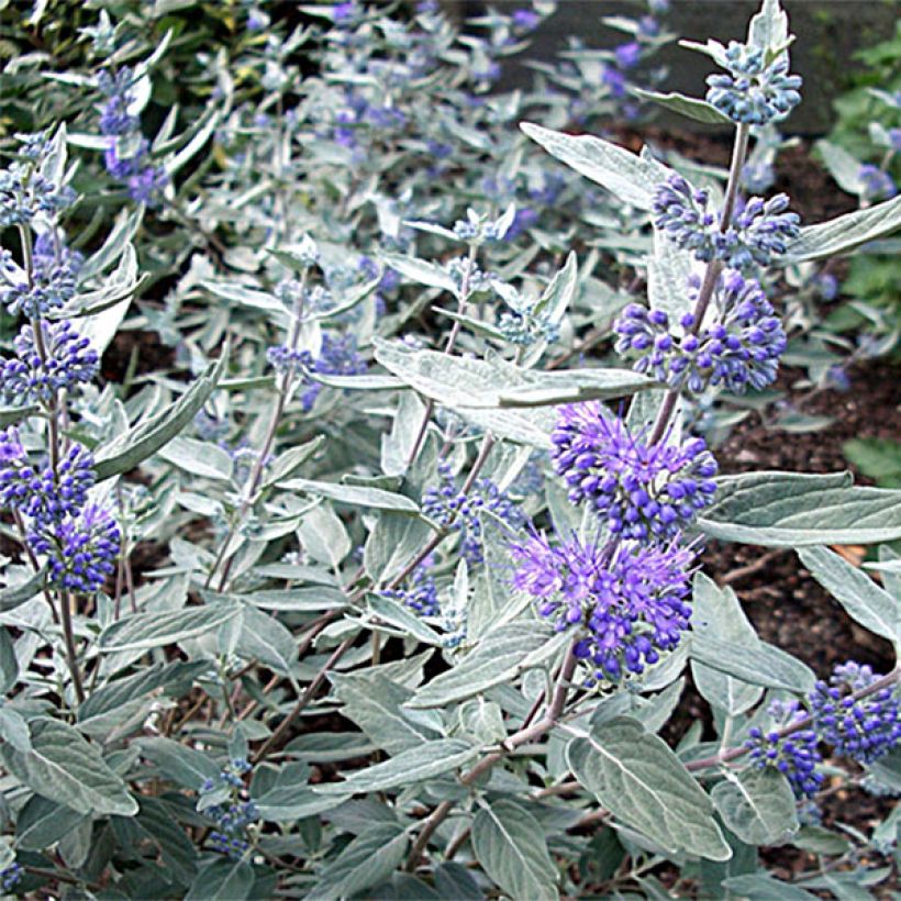 Caryopteris clandonensis Sterling silver (Floración)