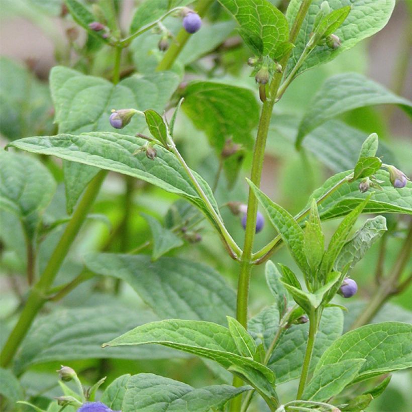 Caryopteris divaricata - Carióptera (Follaje)