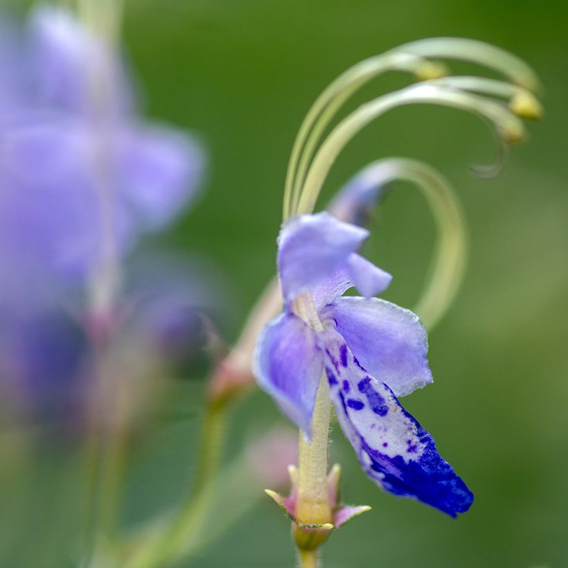 Caryopteris divaricata - Carióptera (Floración)