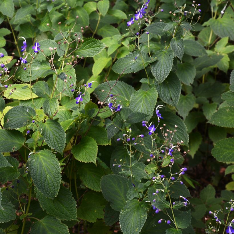 Caryopteris divaricata - Carióptera (Porte)