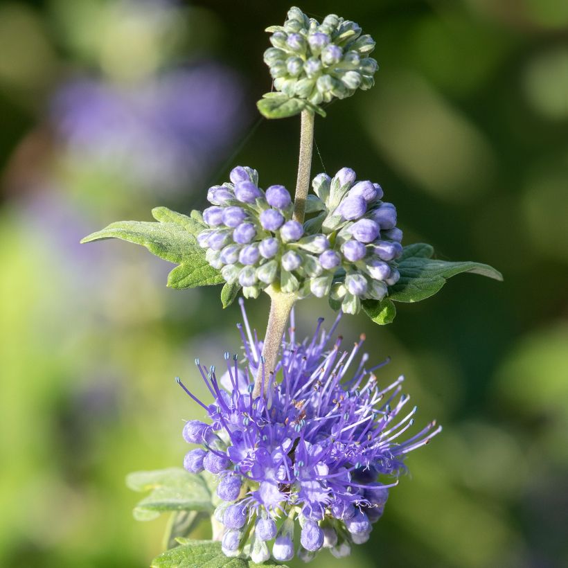 Caryopteris incana Sunny Blue (Floración)